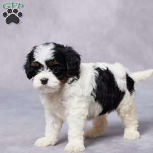 Demi, Cavapoo Puppy